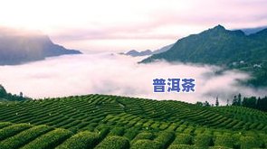 一亩茶山产多少茶叶-一亩茶山产多少茶叶合适