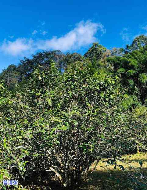 大黑树林普洱茶的特点及倚邦古树茶价格解析