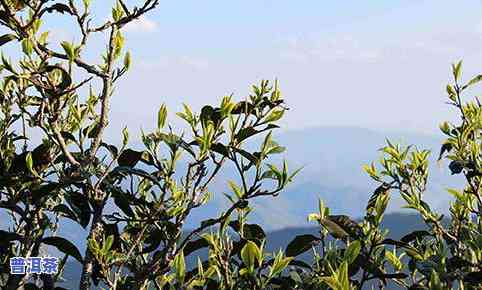 大黑树林普洱茶的特点及倚邦古树茶价格解析