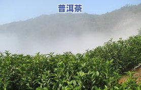 一年只产二两的茶叶品种及对应茶树介绍