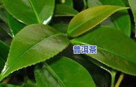 一年只产二两的茶叶品种及对应茶树介绍