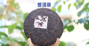 帝泊洱即溶普洱茶珍：是生茶还是熟茶？怎样冲泡及功效介绍