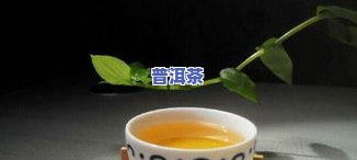 普洱茶更好的排名前十：揭秘市场热门及品种