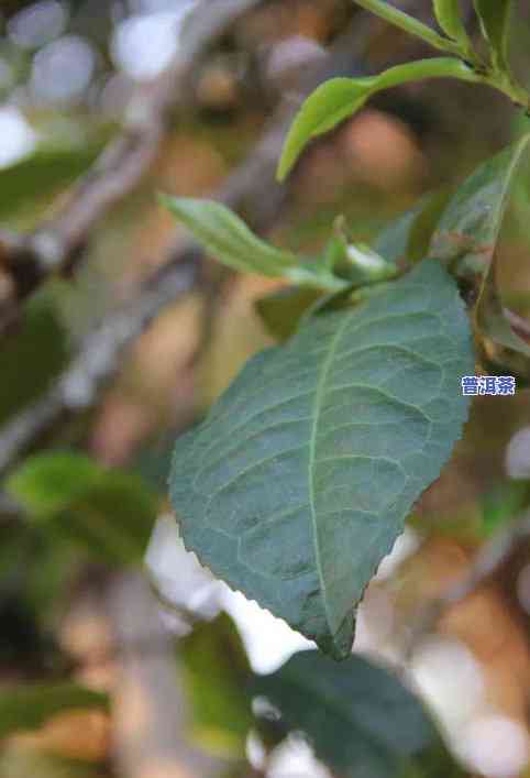 云南古树普洱茶官网查询-云南古树普洱茶价格