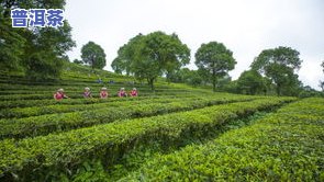 深度解析：布朗山古树熟茶的独特特点与口感