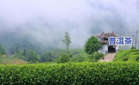 湄潭县茶城茶叶-湄潭县茶城茶叶场