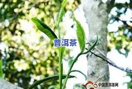 普洱茶四大产区和茶山-普洱茶四大产区和茶山的区别