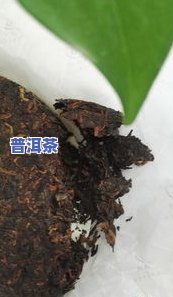 和美普洱茶净含量384g - 熟茶 - 和和美美普洱茶 - 普洱美和商贸