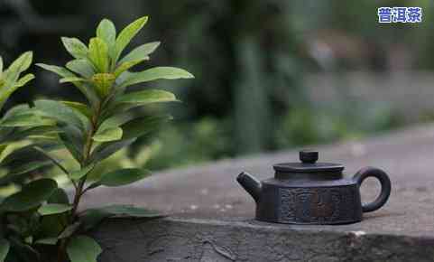 普洱茶东家-茶东家普洱茶