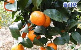 1200一斤的茶叶算好吗？价格、重量及档次全解析