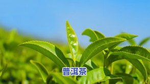 1200一斤的茶叶买100克要多少钱？茶叶质量和价格如何评价？