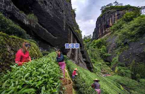 武夷山买茶叶注意事项：详细攻略与更便宜购买地点