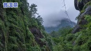 在武夷山怎么买茶叶-在武夷山怎么买茶叶呢