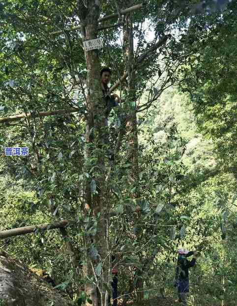 探索易武天门山古树茶的特点、品质与口感，了解其普洱茶价格