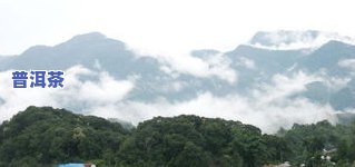 易武天门山价格及介绍：地点、古树茶特性与普洱茶价值全解析