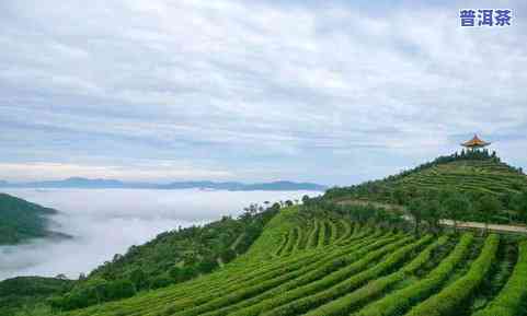 缙云名茶：揭秘丽水缙云的茶叶种类与文化