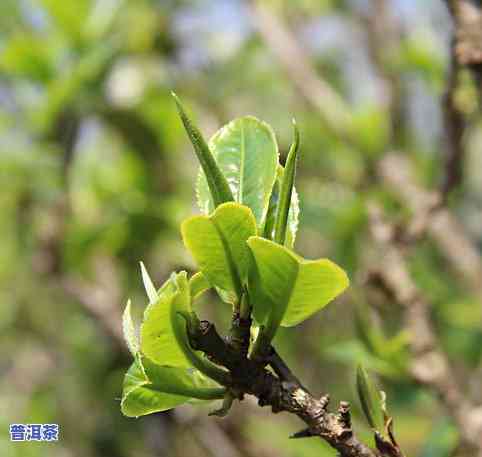 古树普洱茶生普-古树普洱茶生茶