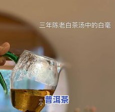 喝熟普洱茶和老白茶：有何区别？哪个更好？