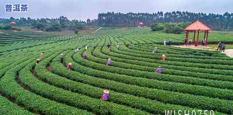 广东廉江更好的茶叶-广东廉江更好的茶叶产地