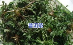 茵陈怎么炒制成茶叶-茵陈怎么炒制成茶叶呢