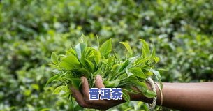 像小木头块似的茶叶：品种、树种与分类全解析