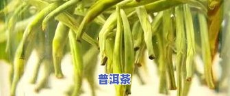 像小木头块似的茶叶：品种、树种与分类全解析