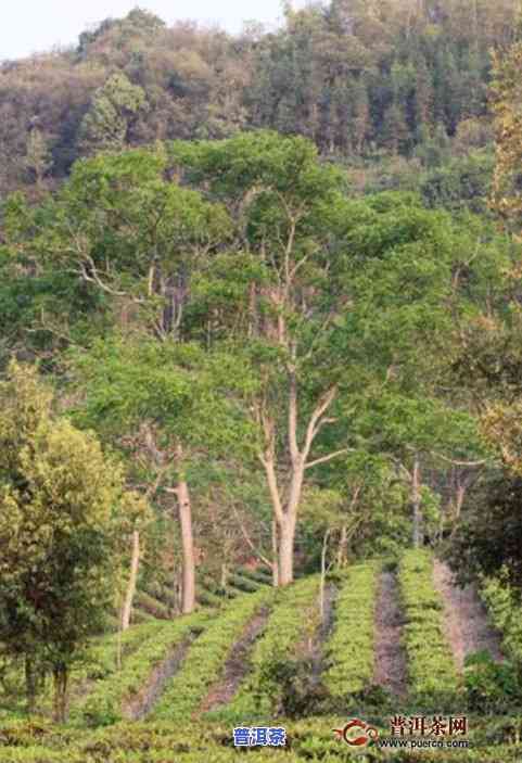 云南邦马大雪山：探索野生古茶园与古树茶的魅力，品味临沧邦马大雪山茶叶的独特普洱茶特性