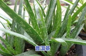 芦荟能用茶叶水浇吗？答案在这里！