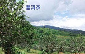 新境普洱茶-新境普洱茶怎么样