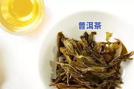 普洱茶生菜：快速泡发方法、功效与区别全解析