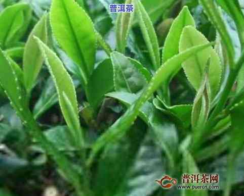 湖南比较出名的茶叶-湖南比较出名的茶叶有哪些