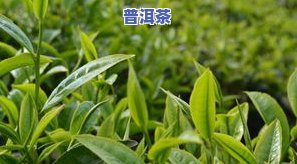 单株普洱茶价格多少？从几元到上万元，价格差异大！