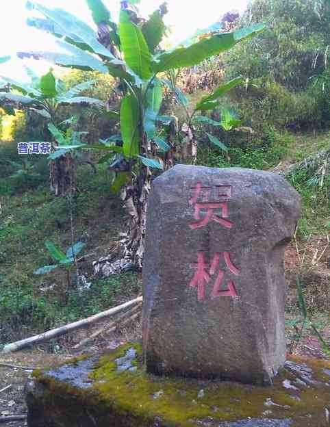 深度解析：大忠山普洱茶的特别口感与特点