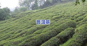 重庆有什么特色茶叶-重庆有什么特色茶叶吗