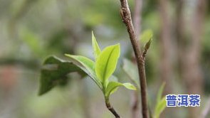 普洱茶古树怎么分等级的-普洱茶古树怎么分等级的呢