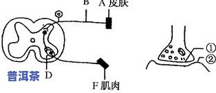 茶叶中的萎凋：原理、过程与作用解析