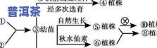 茶叶中的萎凋：原理、过程与作用解析