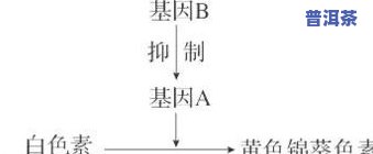 茶叶中的萎凋：原理、过程与作用解析