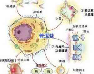 普洱茶能抑制乙肝病吗-普洱茶能抑制乙肝病吗