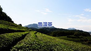 武夷山草木西子茶叶价格表：全面介绍及高清图片