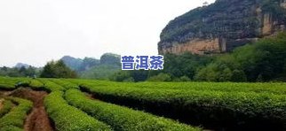 武夷山草木君：从茶园到茶杯，探寻岩茶的魅力与故事