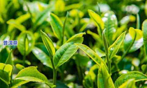 武夷山草木鸟生态茶业：从种植到生产全程把控，打造优质茶叶