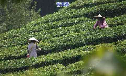 武夷山草木西子茶叶-武夷山草木西子茶叶