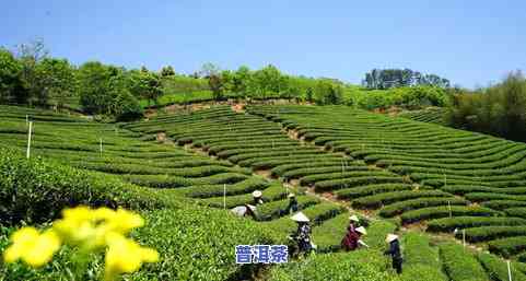 武夷山草木西子茶叶-武夷山草木西子茶叶