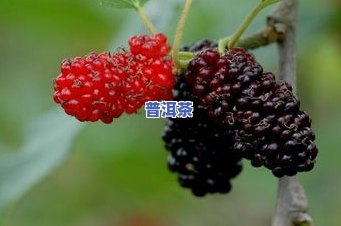 桑葚和普洱茶能一起煮着喝吗？功效、孕妇适用与泡水方法解析