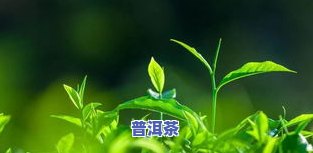 老班章200克价格，最新！老班章200克价格曝光，茶叶爱好者必看！