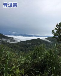 易武天门山普洱茶怎样-易武天门山普洱茶价格