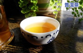 吉普茶和普洱茶：分别适合喝多少？功效与作用解析