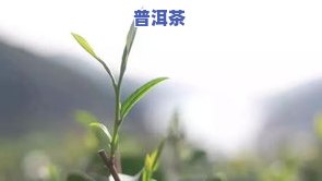 小绿叶蝉咬过的茶叶做的茶：能喝吗？