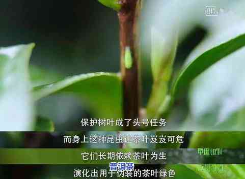 小绿叶蝉咬过的茶叶是不是安全？有无副作用？详细解析与解答！